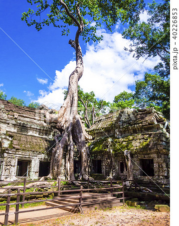 Ta Phrom Temple, Angkor, Siem Reap, Cambodia 40226853