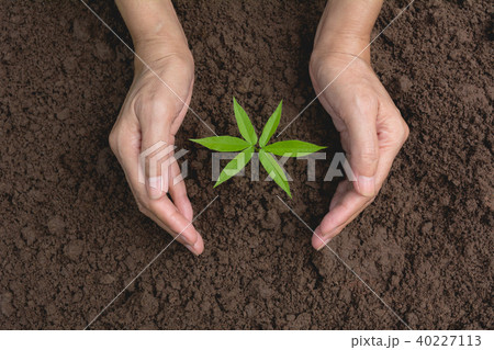 Hand protecting a green young plant with growing 40227113