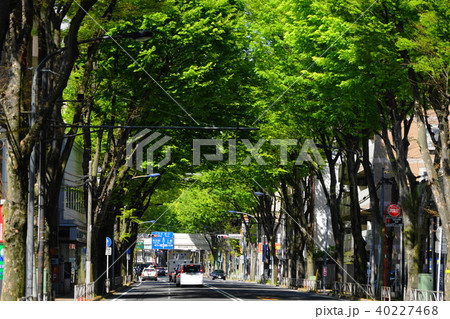 4月　調布51新緑の甲州街道ｹﾔｷ並木 40227468
