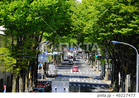 4月 調布59新緑の甲州街道ｹﾔｷ並木の写真素材 [40227477] - PIXTA