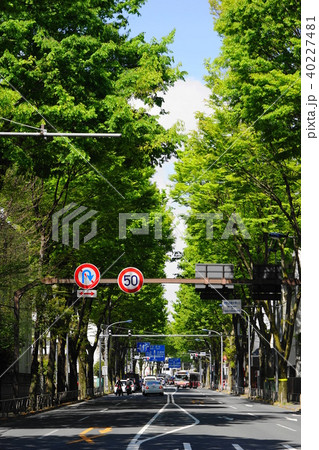 4月　調布63新緑の甲州街道ｹﾔｷ並木 40227481