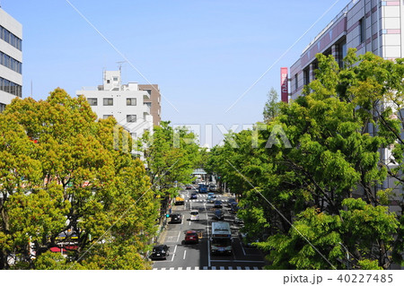 4月　阿佐ヶ谷01新緑のｹﾔｷ並木・中杉通り 40227485