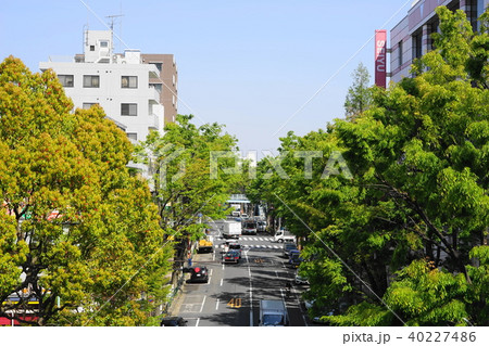 4月 阿佐ヶ谷02新緑のケヤキ並木・中杉通り 4月 阿佐ヶ谷02新緑のケヤキ並木・中杉通り 40227486