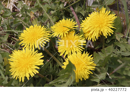 たんぽぽ❁ タンポポ - YouTube