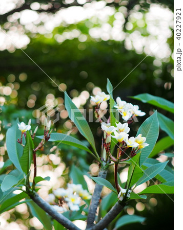 yellow white flowers of Frangipani, Plumeria yellow white flowers of Frangipani, Plumeria 40227921