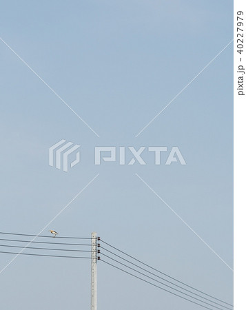 minimal bird photo capture with plenty copy space  40227979