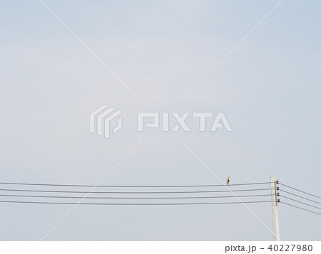 minimal bird photo capture with plenty copy space  40227980
