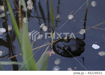 ウシガエル ウシガエル 40228032