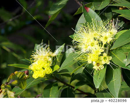 beautiful soft tiny small plant little cute flower beautiful soft tiny small plant little cute flower 40228096