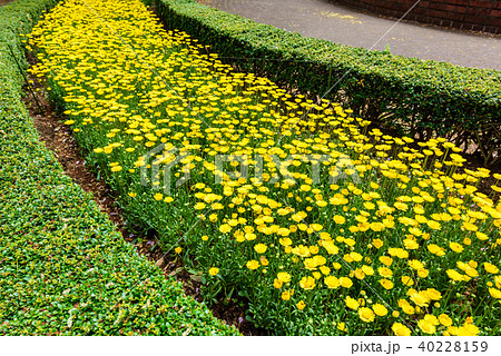クリサンセマム・ムルチコーレの花 40228159