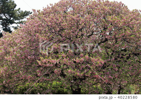 晩春の桜 40228580