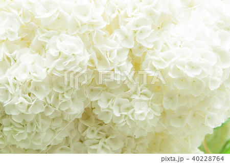 紫陽花(Ajisai_Hydrangea)_003 紫陽花(Ajisai_Hydrangea)_003 40228764