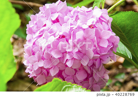 紫陽花(Ajisai_Hydrangea)_008 紫陽花(Ajisai_Hydrangea)_008 40228769