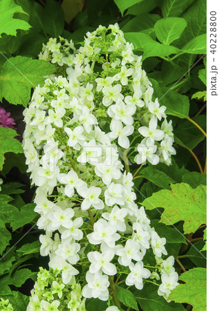 紫陽花(Ajisai_Hydrangea)_038 紫陽花(Ajisai_Hydrangea)_038 40228800
