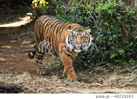 スマトラトラ スマトラトラ 40229265