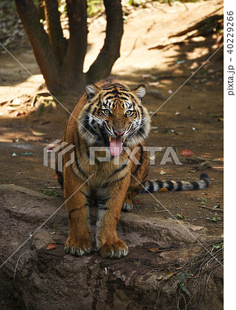 スマトラトラ 40229266