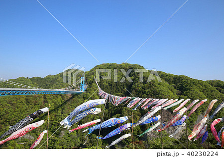 竜神峡の鯉のぼり　茨城県常陸太田市 40230224