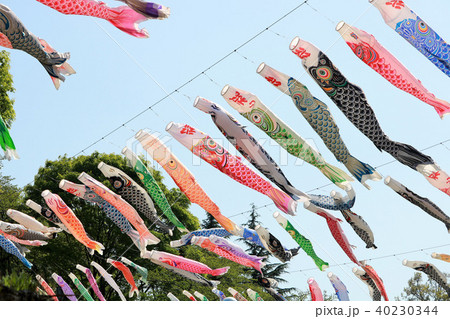 新緑　青空　こいのぼり 40230344