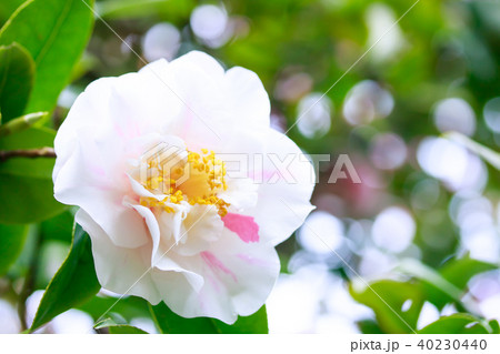 ツバキ・中部四海波 40230440