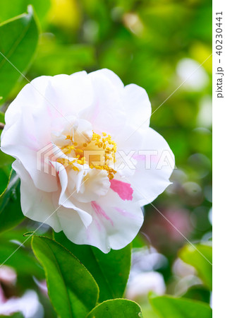 ツバキ・中部四海波 40230441