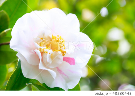 ツバキ・中部四海波 40230443