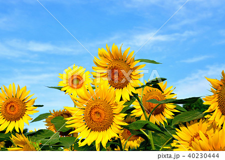青空と太陽のようなヒマワリが咲く座間ヒマワリ祭り 40230444
