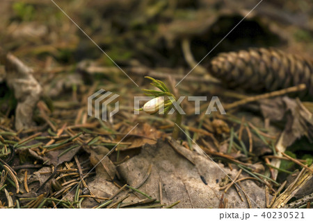snowdrop bud among forest litter in early spring 40230521