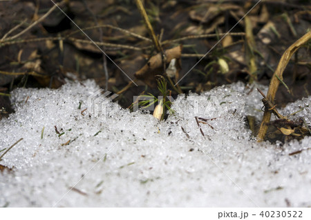 snowdrop bud sprouts from melting snow 40230522