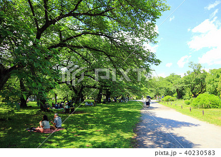 初夏の小石川植物園(5月)東京都文京区 初夏の小石川植物園(5月)東京都文京区 40230583
