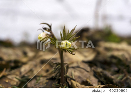 unopened buds of snowdrops  40230605