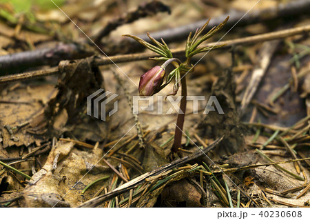 unopened pink bud of snowdrop  40230608