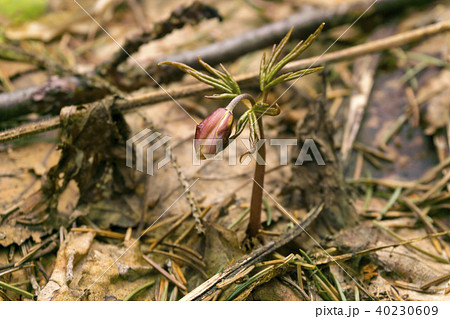 unopened pink bud of snowdrop  40230609