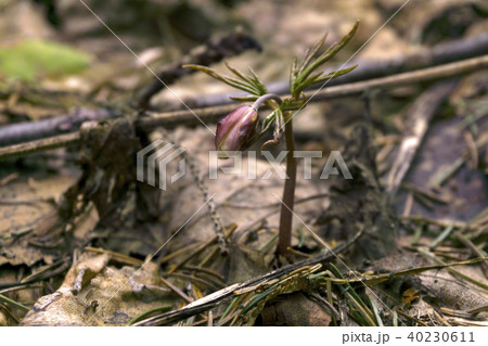 unopened pink bud of snowdrop  40230611