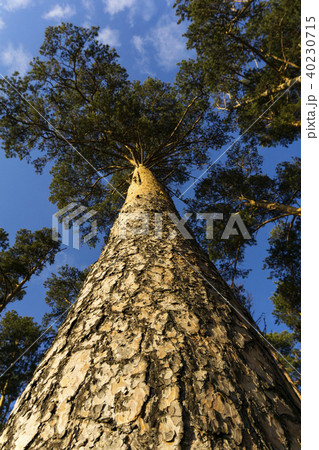 pine from the point of view of squirrel 40230715