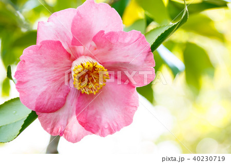 ツバキ・聚楽 ツバキ・聚楽 40230719