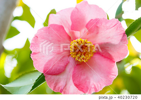 ツバキ・聚楽 40230720