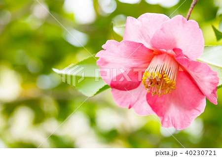 ツバキ・聚楽 ツバキ・聚楽 40230721