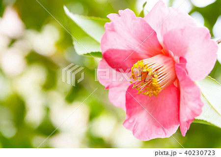 ツバキ・聚楽 40230723