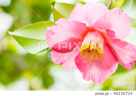 ツバキ・聚楽 40230724