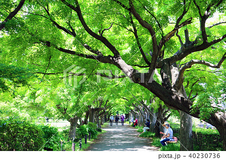 初夏の小石川植物園。モミジ並木(5月)東京都文京区 初夏の小石川植物園。モミジ並木(5月)東京都文京区 40230736
