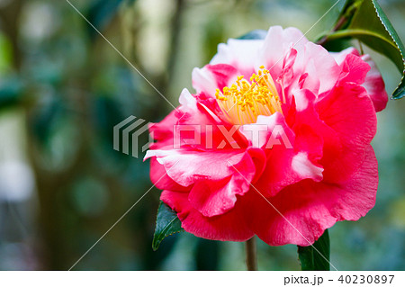 ツバキ・羅撰染 40230897