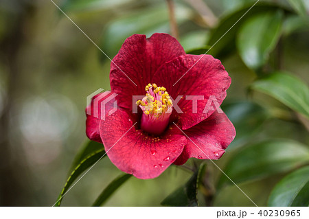 ツバキ・紺侘助 40230965