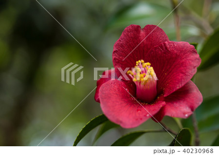 ツバキ・紺侘助 ツバキ・紺侘助 40230968