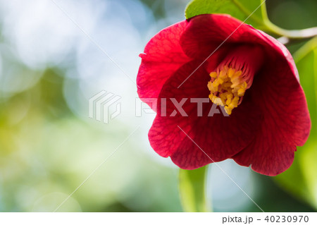 ツバキ・紺侘助 40230970