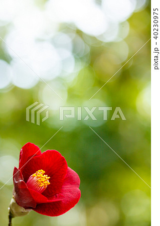 ツバキ・紺侘助 40230975