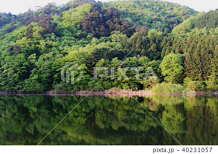 新緑 東古屋キャンプ場 栃木県 新緑 東古屋キャンプ場 栃木県 40231057