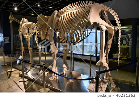 骨格 象 キリン 円山動物園の写真素材