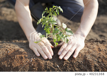 トマト、植える 40231368
