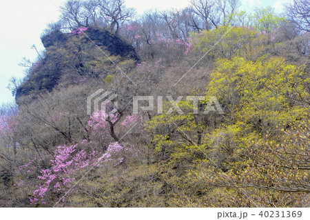 新緑とアカヤシオの岩峰 新緑とアカヤシオの岩峰 40231369