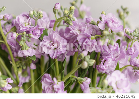 Bouquet of Beautiful lilac color gillyflower, levkoy or mattiola. Spring flowers in vase on wooden 40231645